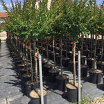 Liliac Indian Durant Red" arbore 1.70 - 2.00 m  Lagerstroemia Indica  "Durant Red"