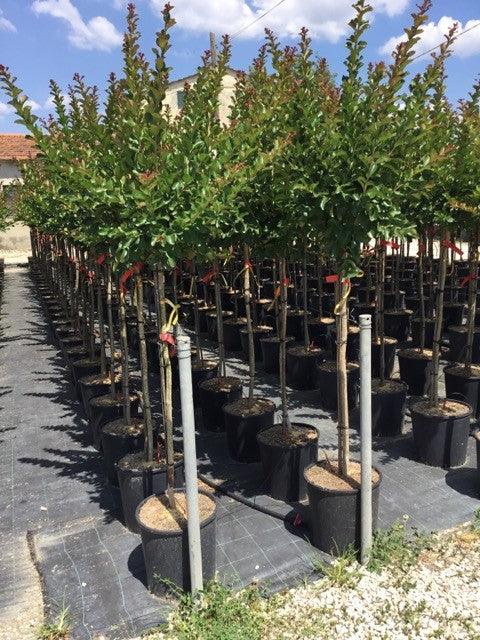 Indian Lilac Durant Red" tree 1.70 - 2.00 m Lagerstroemia Indica "Durant Red"