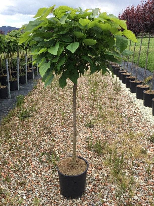 Globular Catalpa 1.50 - 1.80 m Catalpa bignonioides Nana