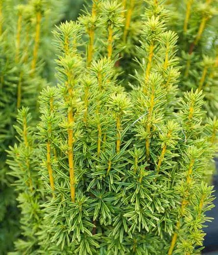 Multi-stemmed columnar golden yew 1.00 - 1.40 m Taxus baccata Fastigiata Aurea"