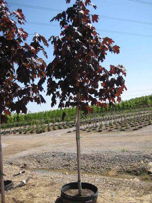 "Royal Red" 2.50 - 3.50 m Acer platanoides "Royal Red"