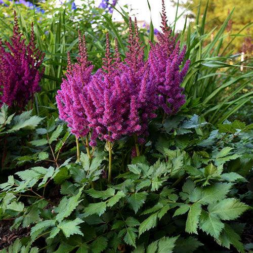Astilbe chinensis Purpulanze