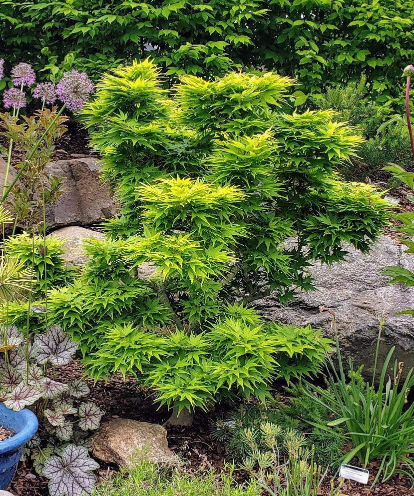 Japanese maple Mikawa Yatsubusa" 0.60 - 0.80 m Acer palmatum "Mikawa Yatsubusa"