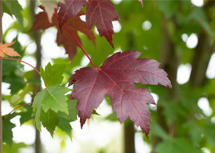 Bruchem mountain maple" 3.00 - 4.00 m Acer pseudoplatanus "Bruchem"