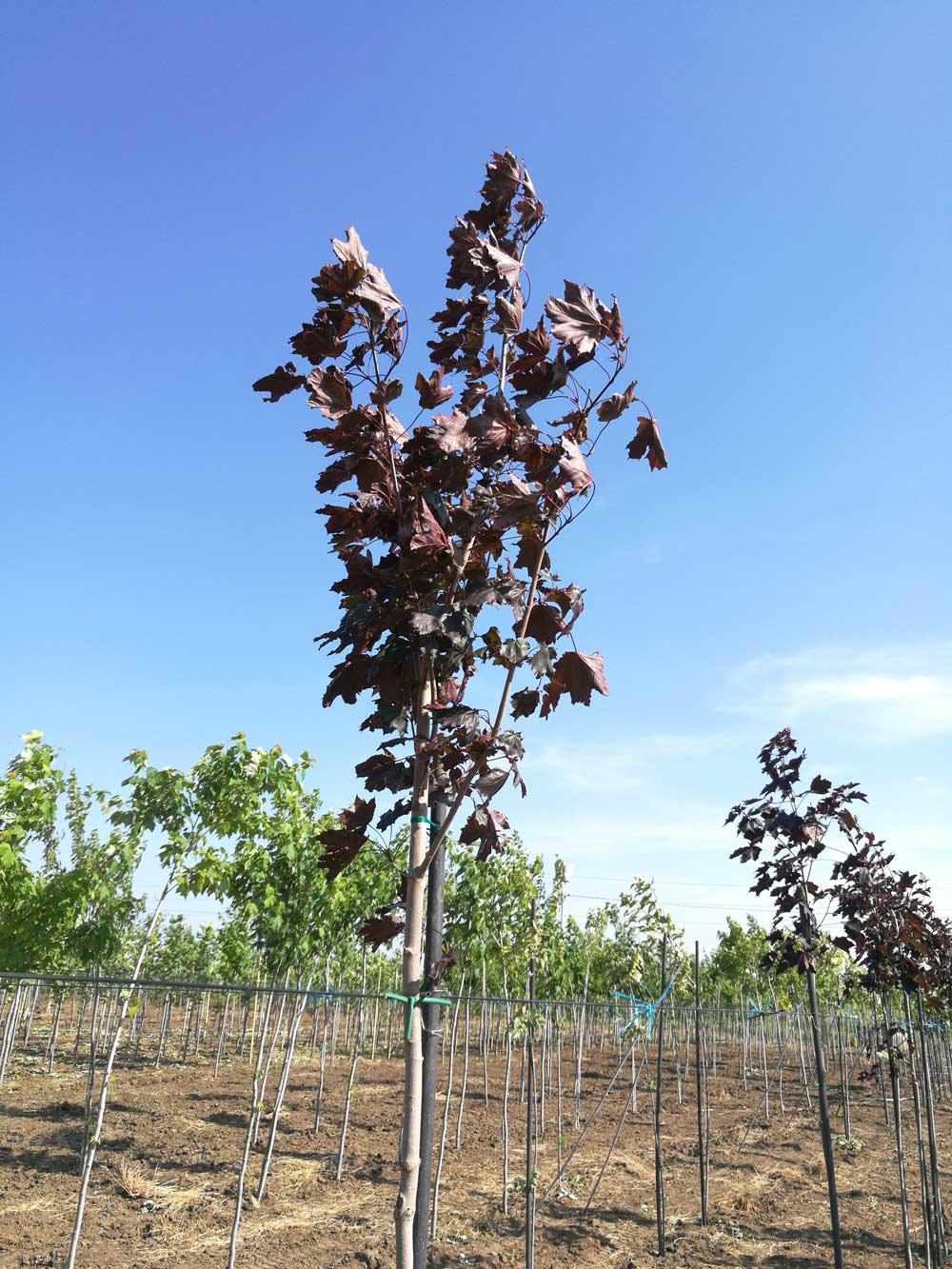 "Royal Red" 2.00 - 2.50 m Acer platanoides "Royal Red"