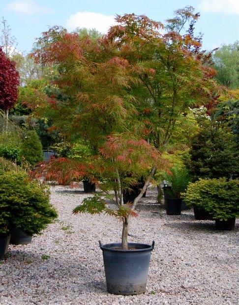 Artar japonez curgator „Seiryu 1.30 - 1.50 m Acer palmatum dissectum „Seiryu”