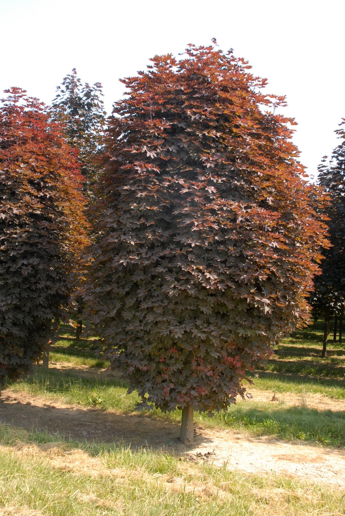 Red maple Crimson King" bush 2.00 - 2.20 m Acer platanoides "Crimson King"