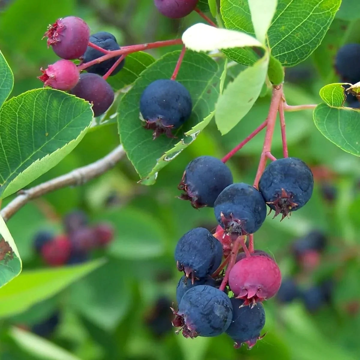 Raisin tree 2.00 - 2.50 m Amelanchier lamarckii