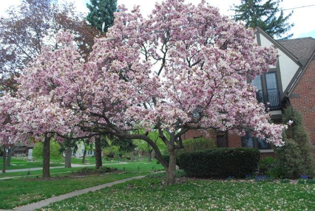 Magnolia Soulangeana" 1.80 - 2.00 m Magnolia "Soulangeana"