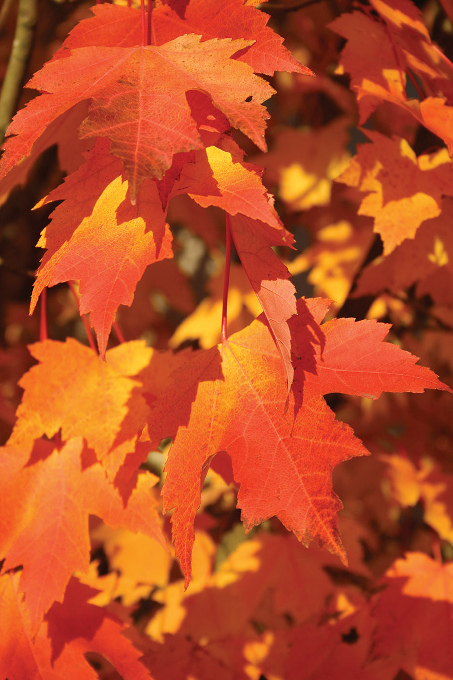 Red maple "Armstrong" 2.50 - 3.50 m Acer rubrum "Armstrong"