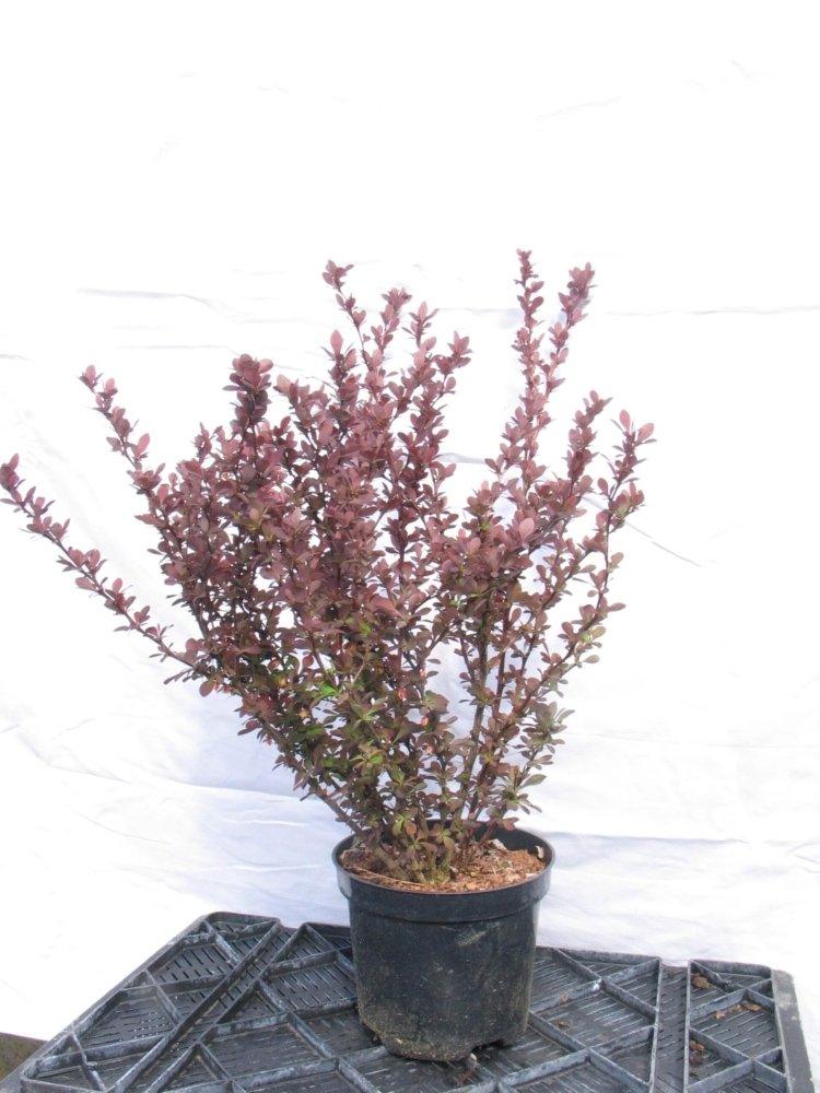 Red dracila "Atropurpurea" 0.40 - 0.60 m Berberis thunbergii Atropurpurea "