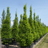 Carpen columnar 2.50 - 3.00 m  Carpinus betulus Fastigiata"