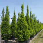Carpen columnar 2.50 - 3.00 m  Carpinus betulus Fastigiata"