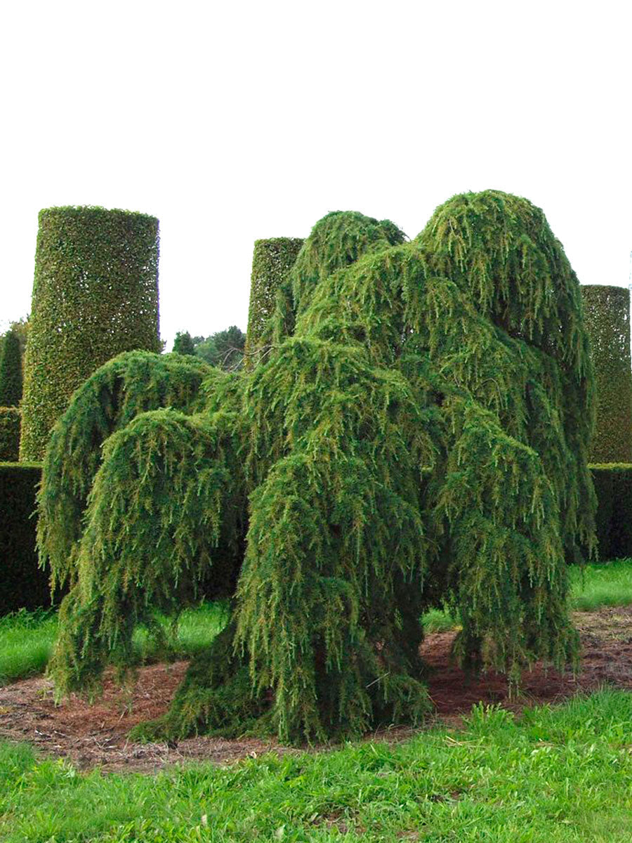 Pendulum Himalayan cedar 2.20 - 2.50 m Cedrus deodara Pendula"