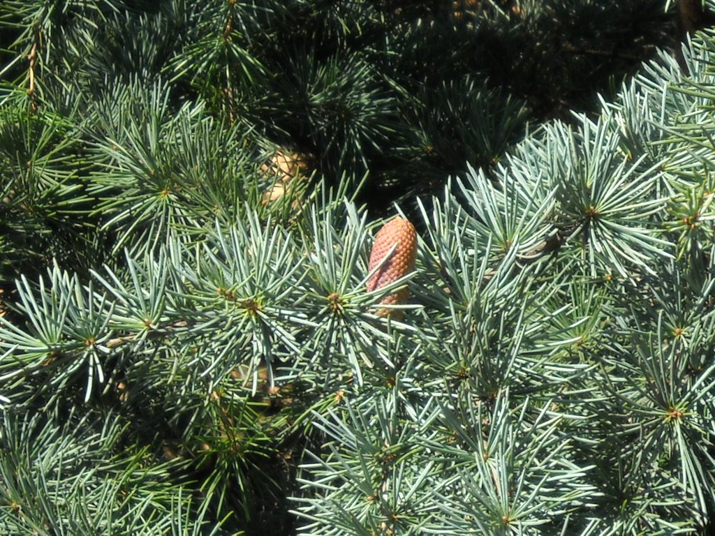 Silberspitz silver-blue cedar" 1.30 - 1.50 m Cedrus atlantica "Silberspitz"