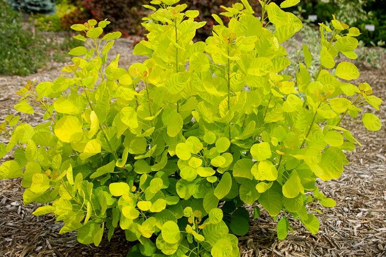 Scumpie 'Golden Spirit' 0.40 - 0.60 m Cotinus coggygria 'Golden Spirit'
