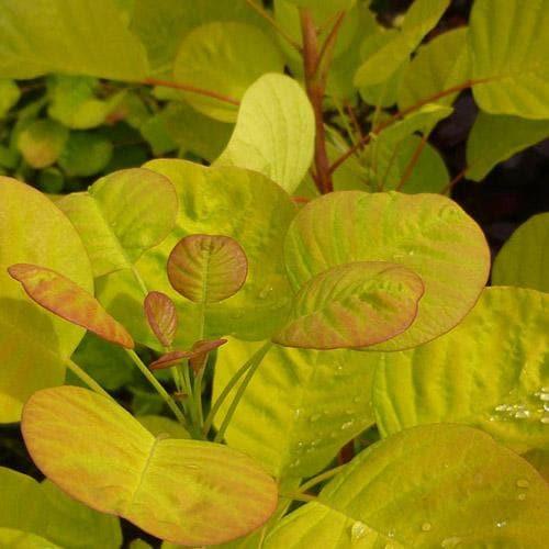 Scumpie 'Golden Spirit' 0.40 - 0.60 m Cotinus coggygria 'Golden Spirit'