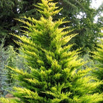 Chiparos leylandii Gold Rider " 2.30 - 2.50 m  Cupressocyparis leylandii "Gold Rider "
