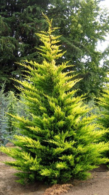 Chiparos leylandii Gold Rider " 1.50 - 1.75 m Cupressocyparis leylandii "Gold Rider "