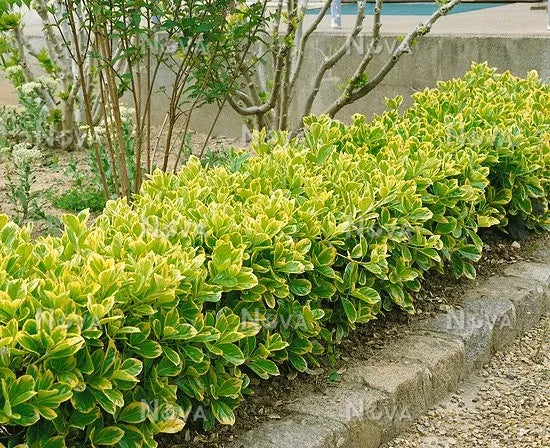 Japanese sage Elegant Aureus " 0.60 -0.80 m Euonymus jap. "Elegant Aureus"