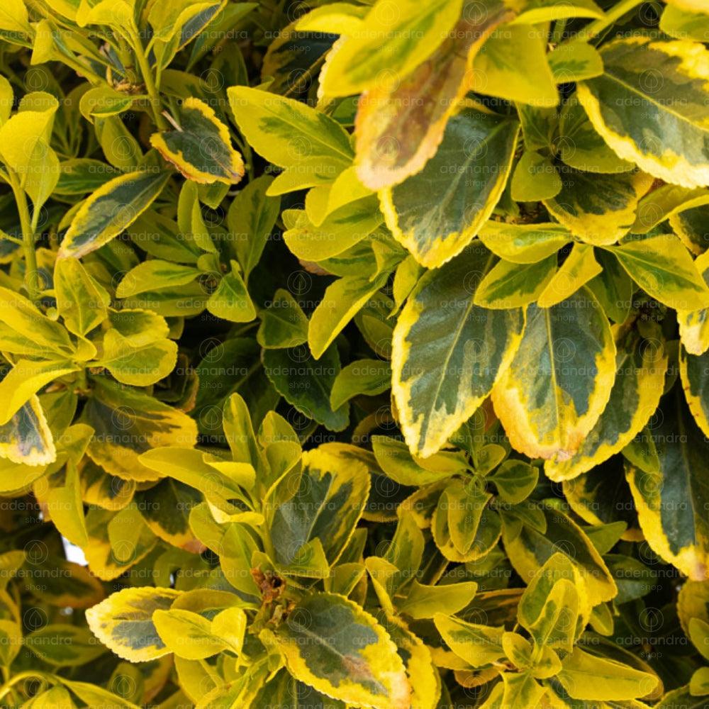Japanese sage Elegant Aureus " 0.60 -0.80 m Euonymus jap. "Elegant Aureus"