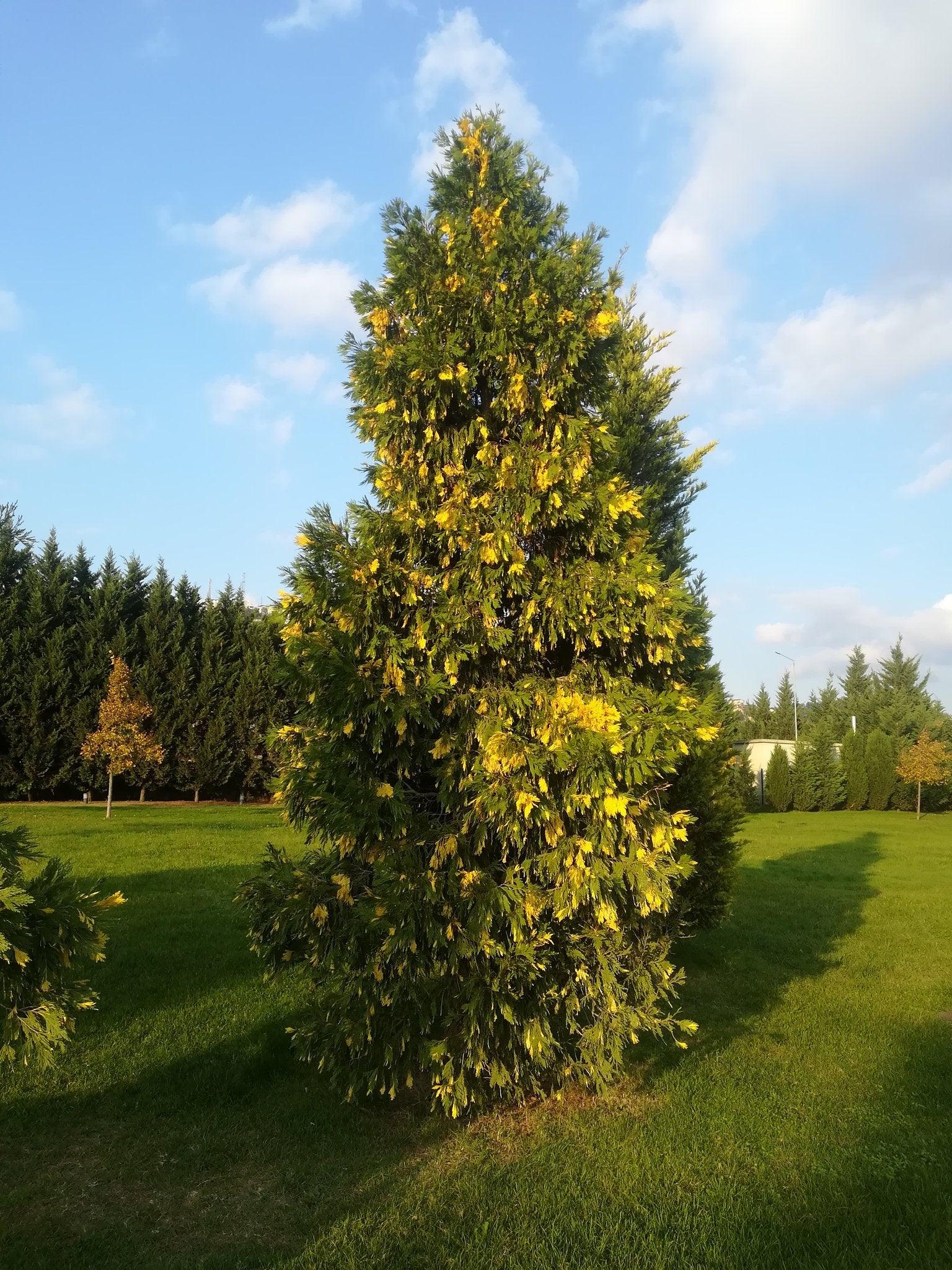 Variegated California cedar 1.50 - 1.70 m Calocedrus decurrens Aureovariegata"