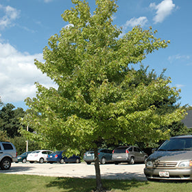 Red maple "Morgan" 2.00 - 2.50 m Acer x freemanii "Morgan"