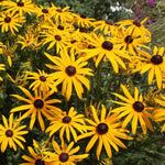 Rudbeckia fulgida Forever Gold’