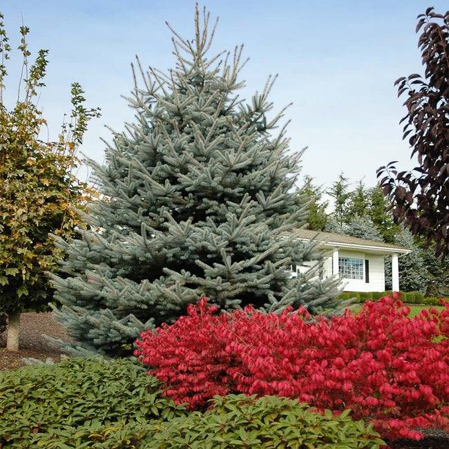 Silver spruce "Fat Albert" 1.70 - 1.80 m Picea pungens "Fat Albert"
