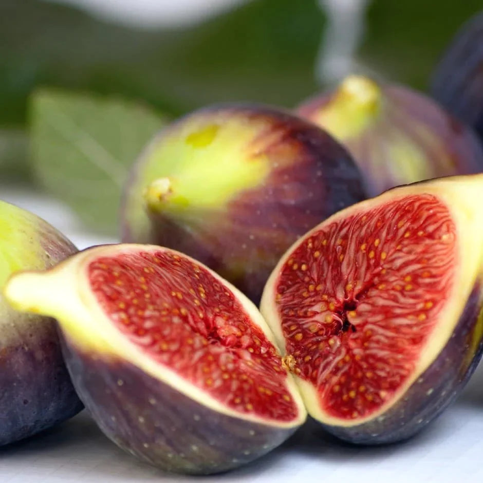 Fig "Brown Turkey" 1.50 - 2.00 m Ficus carica "Brown Turkey"