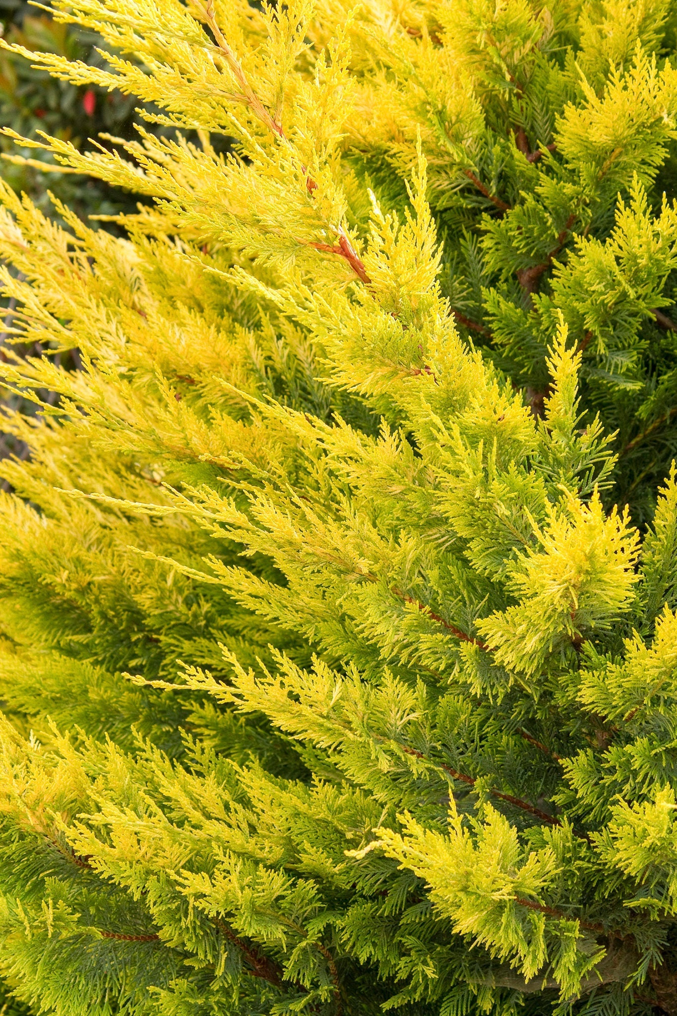 Chiparos leylandii Gold Rider " 1.50 - 1.75 m Cupressocyparis leylandii "Gold Rider "