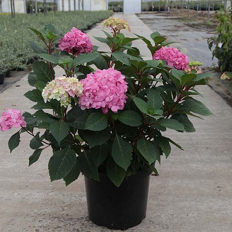 Hydrangea Endless Summer BloomStar" 0.40 - 0.60 m Hydrangea macrophylla "Endless Summer BloomStar"