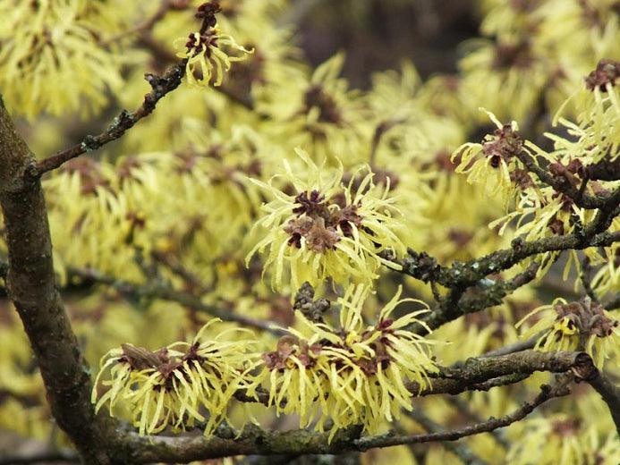Witch's nut Diane" 0.80 - 1.20 m Hamamelis x intermedia"Diane"