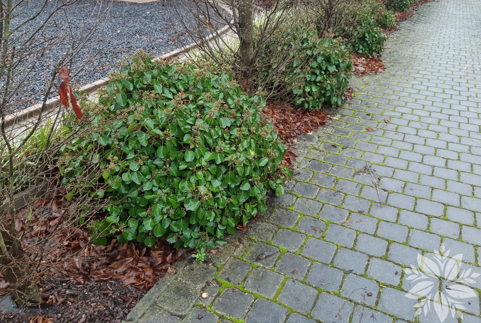 Iedera Arborescens" 0.60 - 0.80 m Hedera helix "Arborescens"