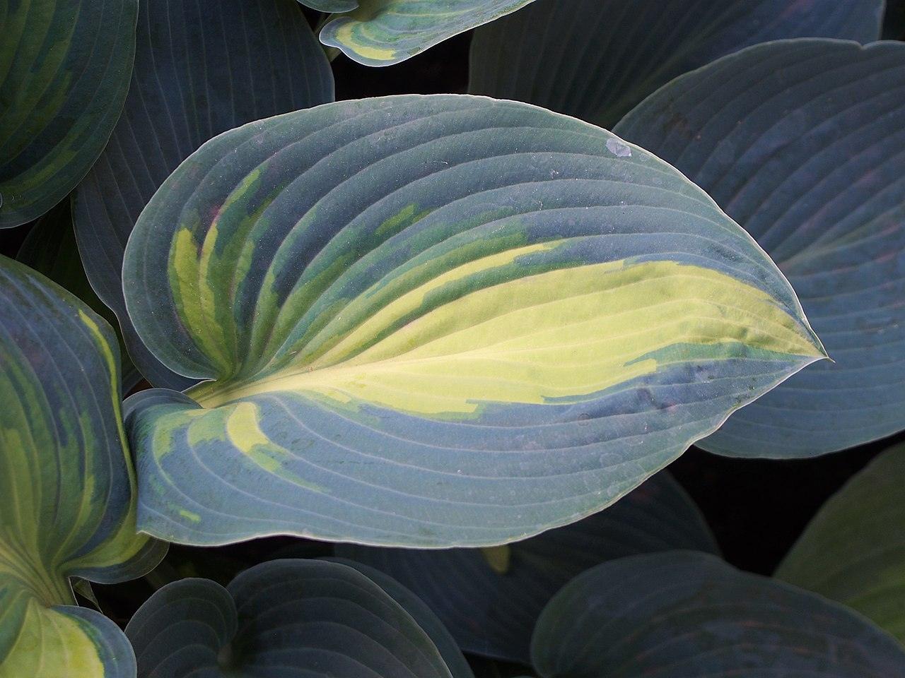 Hosta Funkia June