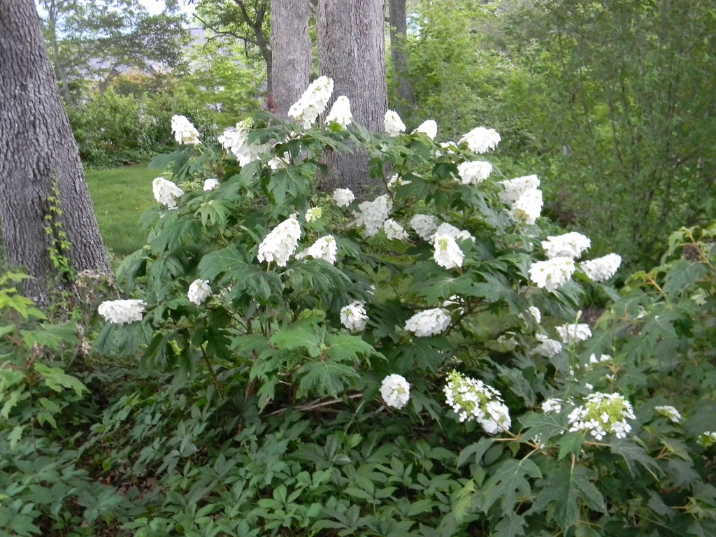 Hortensia Quercifolia" 0.50 - 0.70 m Hydrangea quercifolia