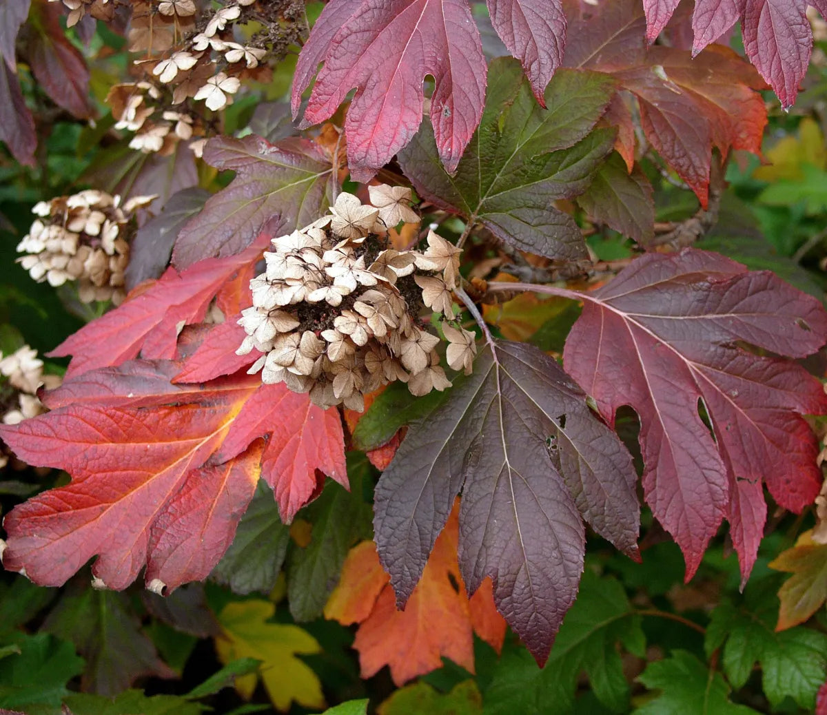 Hortensia Quercifolia" 0.50 - 0.70 m  Hydrangea quercifolia