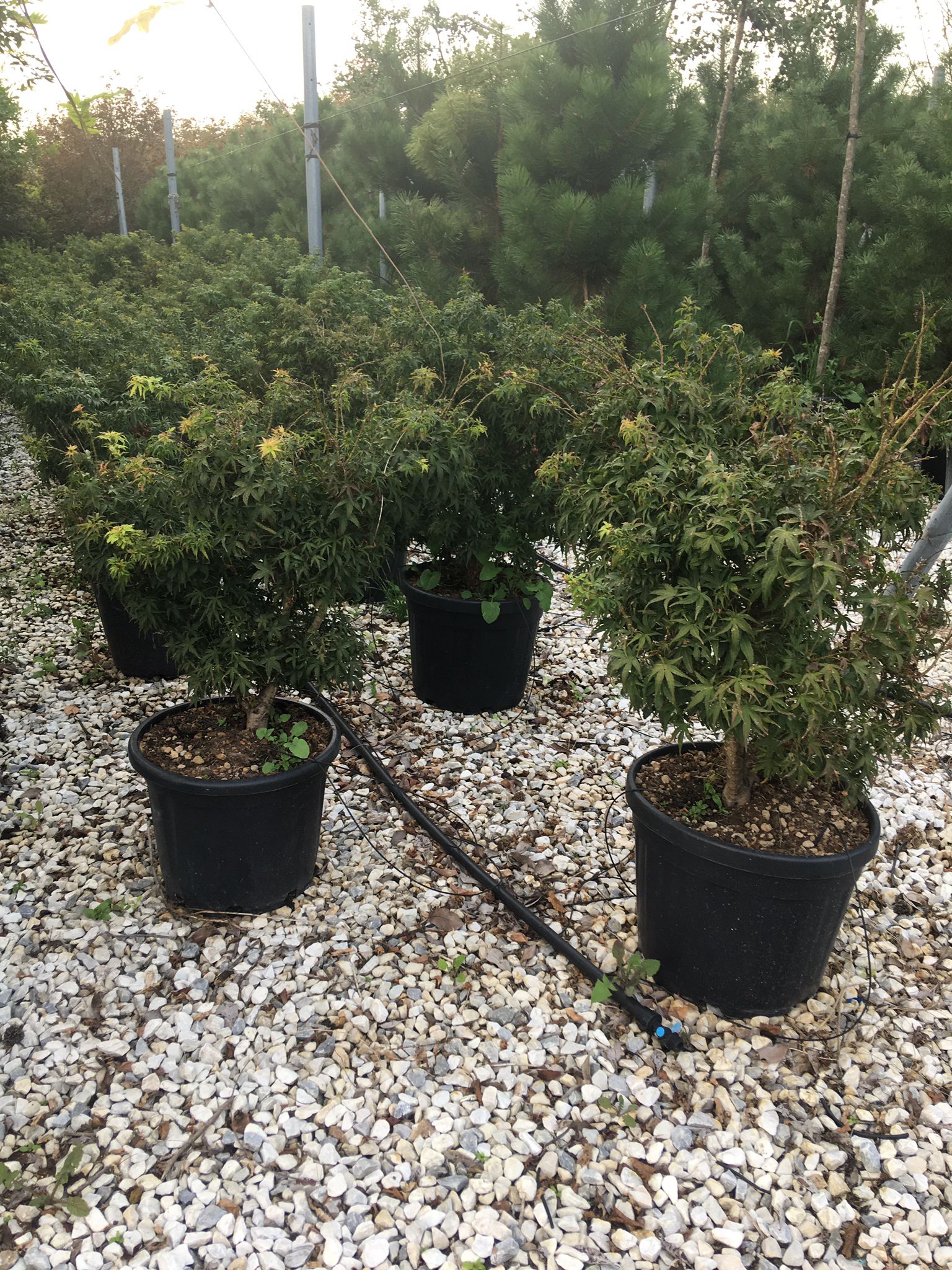 Japanese maple Sharp's Pygmy" 0.60 - 0.80 m Acer palmatum "Sharp's Pygmy"
