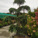 Cedru de Himalaya Feelin Blue "  Bonsai 2.00 - 2.50 m  Cedrus deodara "Feelin Blue"