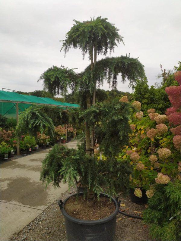 Himalayan cedar Feelin Blue " Bonsai 2.00 - 2.50 m Cedrus deodara "Feelin Blue"