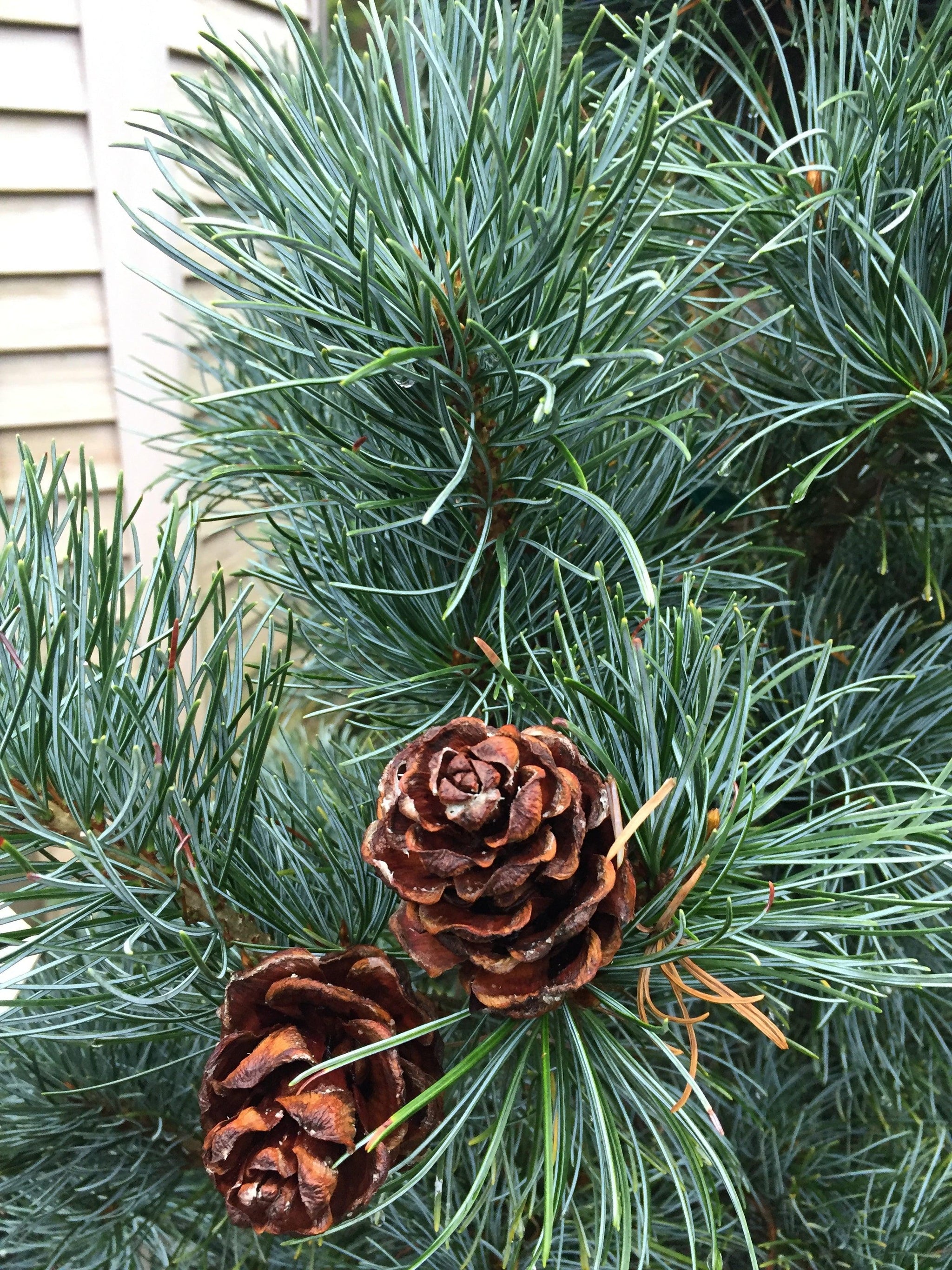 Japanese white pine Blauer Engel" 0.80 - 1.00 m Pinus parvifolia "Blauer Engel"