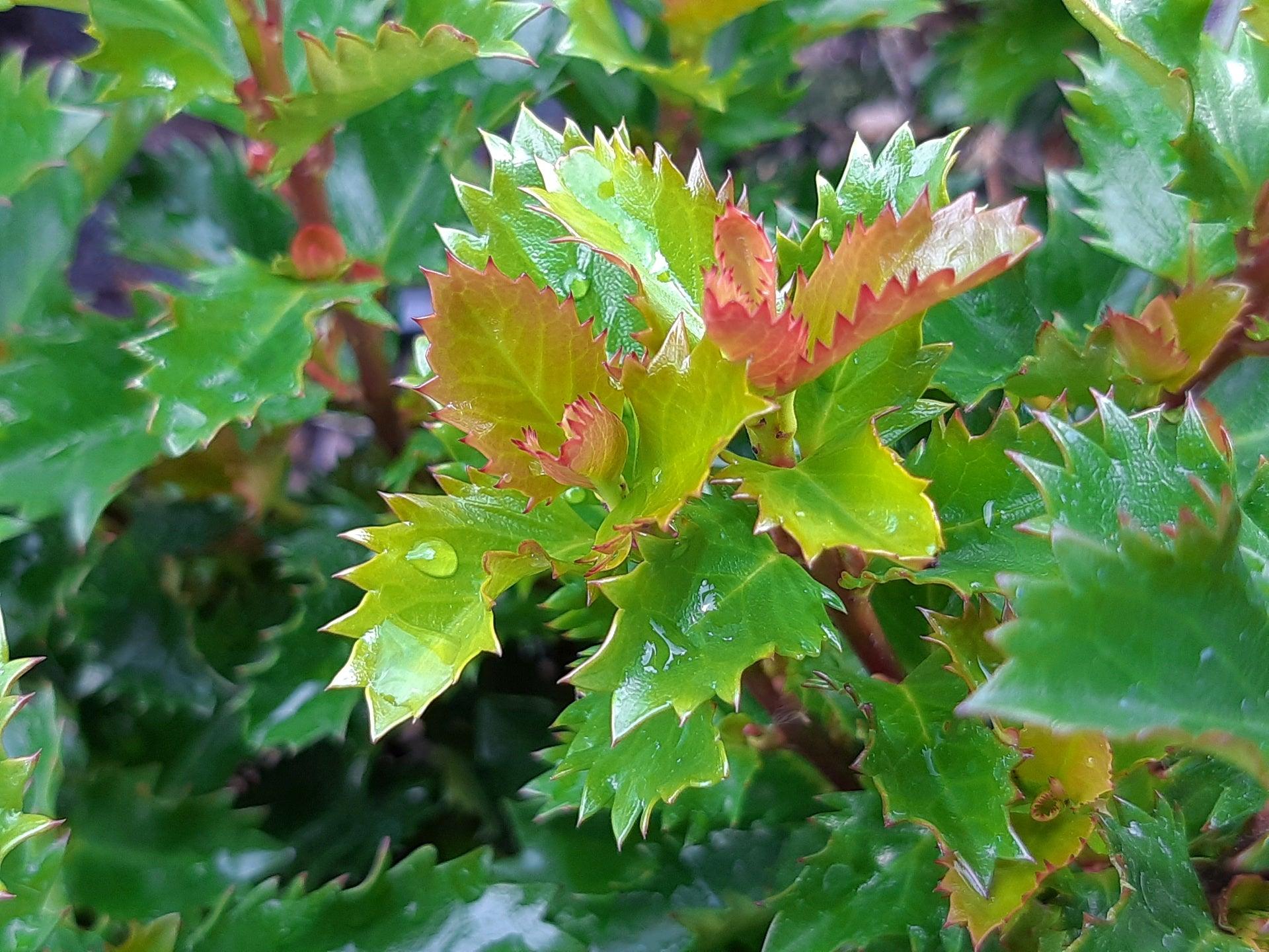 Heckenstar laurel" 1.00 -1.40 m Ilex meserveae "Heckenstar"