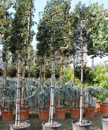 Ilex Nellie R.Stevens" landing on the trunk 3.00 - 3.50 m Ilex mutchagara "Nellie R.Stevens"