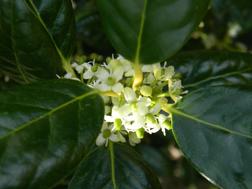 Ilex Nellie R.Stevens" landing on the trunk 3.00 - 3.50 m Ilex mutchagara "Nellie R.Stevens"