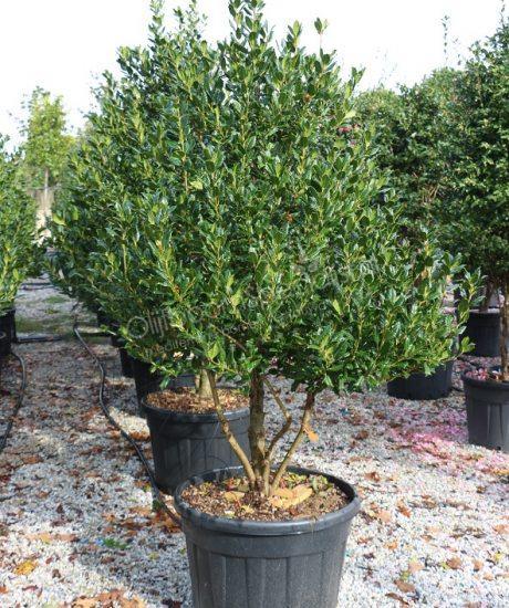 Ilex Nellie R.Stevens" multi-stemmed 1.50 - 1.75 m Ilex mutchagara "Nellie R.Stevens"