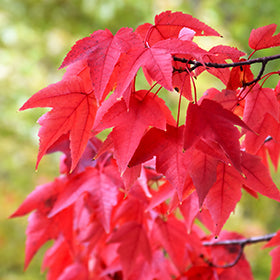 Red maple "Morgan" 2.00 - 2.50 m Acer x freemanii "Morgan"