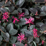 Loropetalum chinense Black Pearl 1.50 - 1.70 m  Loropetalum chinense Black Pearl"