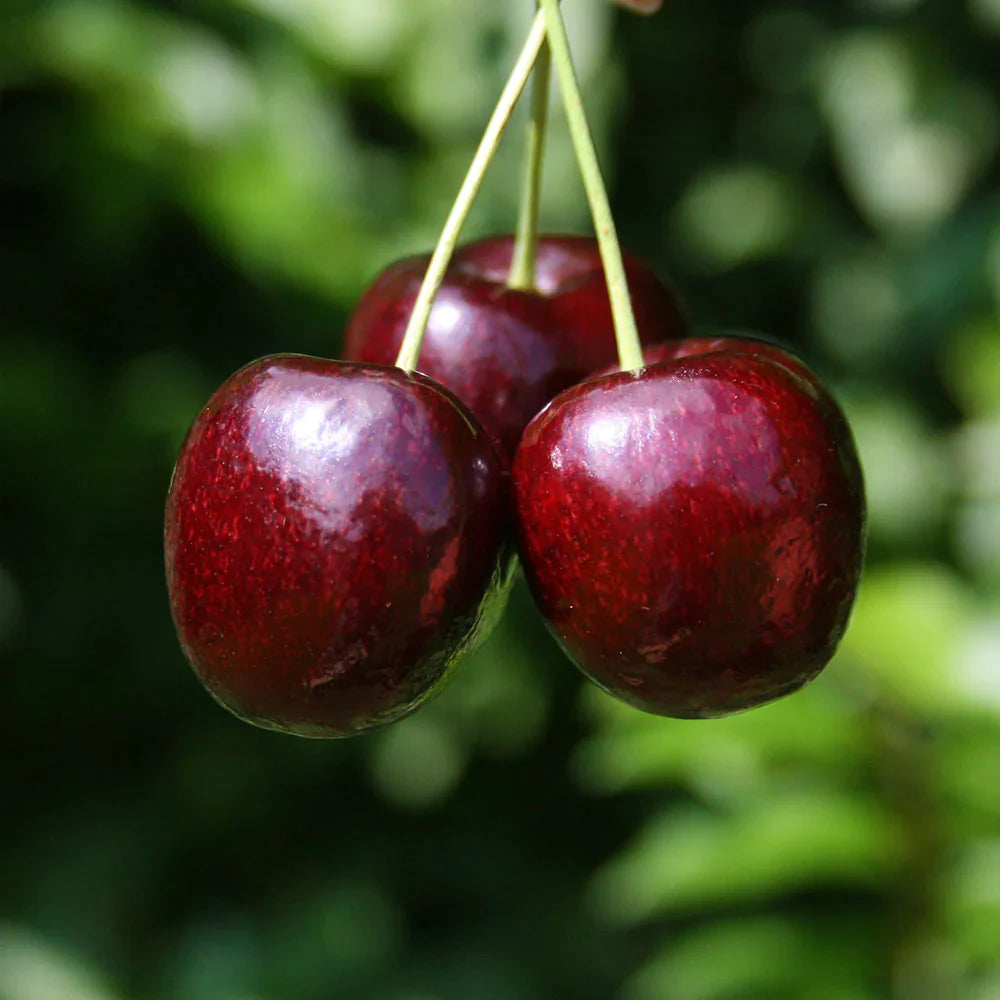 Cires Lapins" 1.80 - 2.30 m Prunus avium "Lapins"
