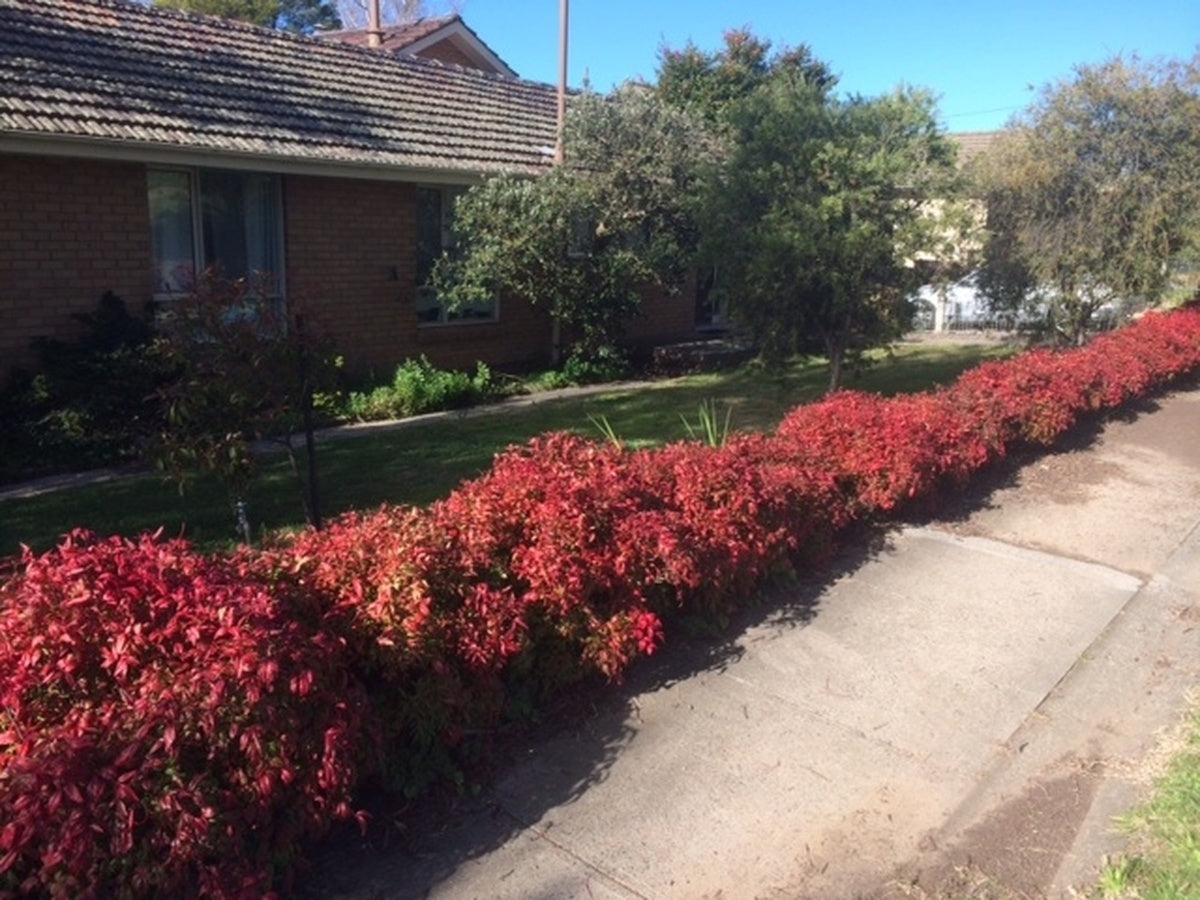 Bambus sfant Moon Bay" 0.20 - 0.40 m Nandina domestica "Moon Bay"