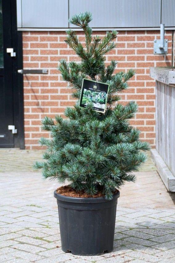 Japanese white pine Blauer Engel" 0.80 - 1.00 m Pinus parvifolia "Blauer Engel"